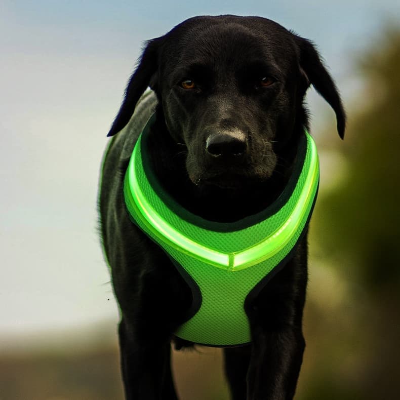 LED Luminous Dog Harness — USB Rechargeable view 3